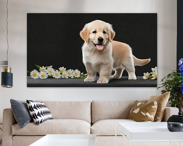 Portrait d'un chiot Golden Retriever isolé sur fond noir, découpé sur Animaflora PicsStock