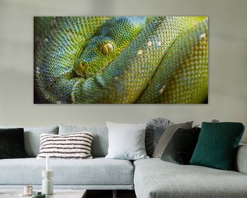 Gros plan d'un python vert sur Wouter Triki Photography