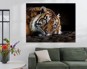 Gros plan sur un magnifique tigre de Sumatra sur Wouter Triki Photography