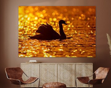 a white swan swims on a shimmering lake in the morning at red sunrise by Mario Plechaty Photography