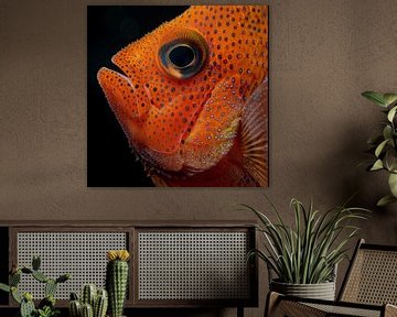 Orange Fisch Porträt Nahaufnahme von The Xclusive Art