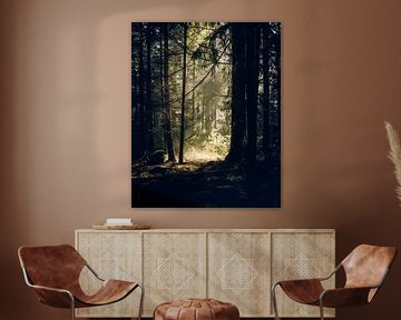 Tranquil forest