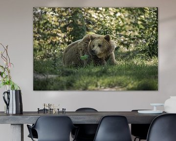Bruine beer van Tim Voortman