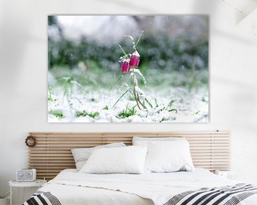 Die Schachblume bedeckt mit Schnee von Sjoerd van der Wal Fotografie