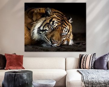 Close-up shot of a beautiful sleeping Sumatran tiger by Wouter Triki Photography