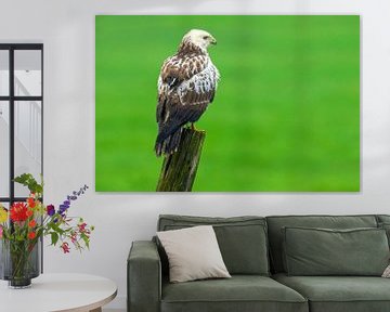 Buizerd op een paal met uitzicht op een veld