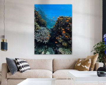 coral reef by thomas van puymbroeck