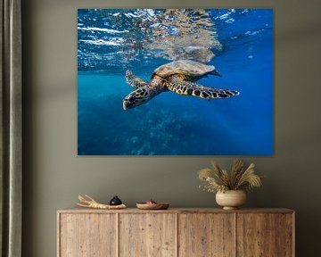 tortue de mer au soleil sur thomas van puymbroeck
