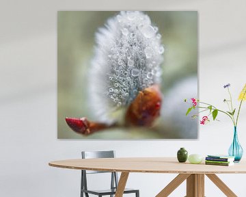 Pussy WIllow Flower With Droplets II