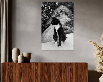 Cat in Greece | Photo print black and white | Mykonos island travel photography by HelloHappylife