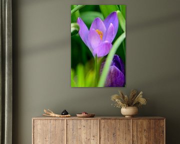 Crocus en vert