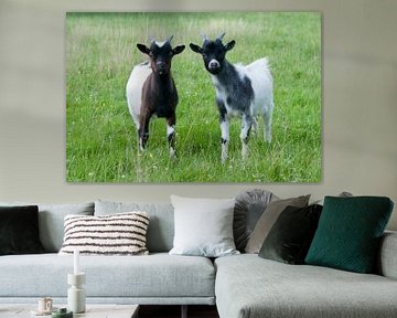Cute little goats in the meadow von Tamara Witjes