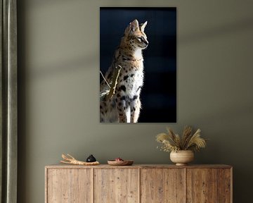 Portret van Leptailurus serval of serval kat, Afrikaanse inheemse kat in Noord-Afrika en de Sahel van W J Kok