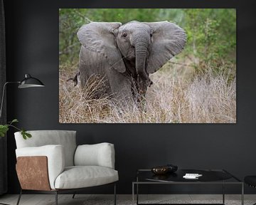 Young elephant - Africa wildlife van W. Woyke