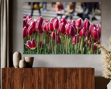 Tulpenfeld im Keukenhof von Elbertsen Fotografie