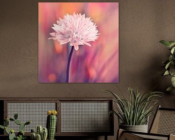 Chive blossom by Violetta Honkisz