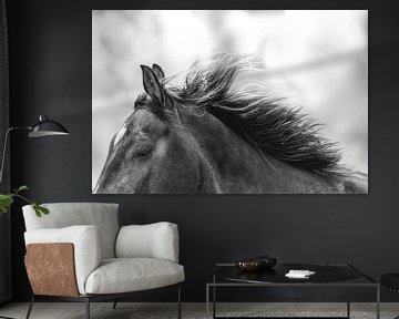 Whispering of the Wind - Black and White Horse Majesty - horse - soft by Femke Ketelaar