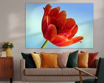 LENTETULP IN ORANJE van Photoart-Naegele