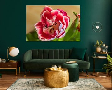 BLOEIENDE TULP IN DE LENTE van Photoart-Naegele