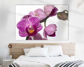 Mooie paarse Orchidee
