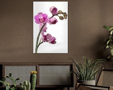 Prachtige paarse orchidee