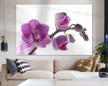 close-up paarse orchidee sur Saskia Bon