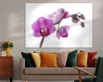 close-up paarse orchidee sur Saskia Bon
