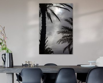 Palmbomen van Johan Zwarthoed