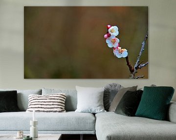 simple fleur d'abricotier