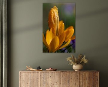 Yellow flowering crocus in spring by Ulrike Leone