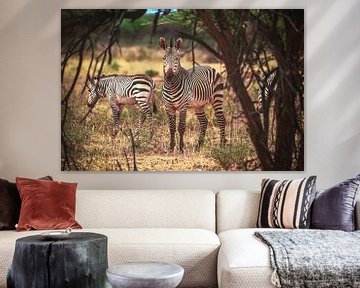 Namibia zebras in the Etosha Pan by Jean Claude Castor