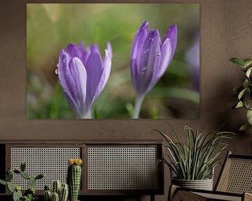 Fleurs de crocus violettes en floraison sur Ulrike Leone