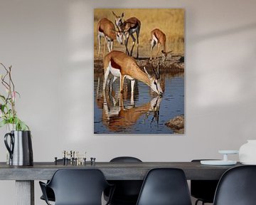 Drinking Springbok - Africa wildlife van WiWo