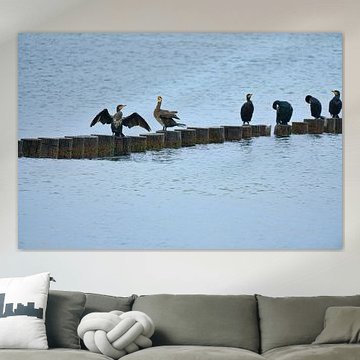 Cormorants on a groyne on the Baltic Sea.
