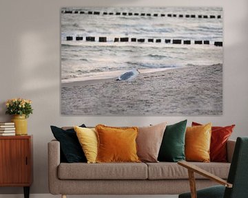 Seagulls on the beach at the Baltic Sea. by Martin Köbsch