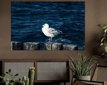 Seagulls on a groyne on the Baltic Sea. by Martin Köbsch