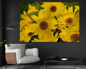 Sunflower flowers in the garden by Claude Laprise