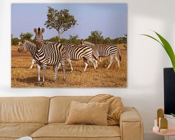 Zebra's in Zuid-Afrika - Wilde dieren in Afrika van W. Woyke