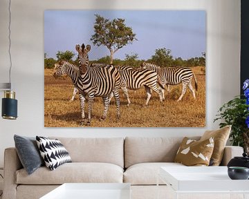 Zebras in South Africa - Afrika wildlife van W. Woyke