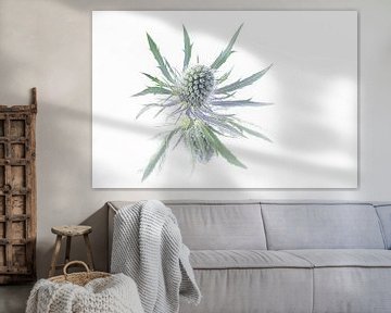 Simplicity and tranquillity: A thistle by Marjolijn van den Berg