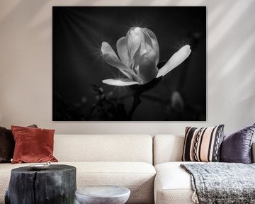 Magnolia van Pictures by Van Haestregt