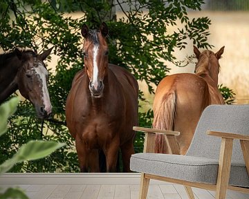 Op de rug van een paard... van Marcel Hirsch