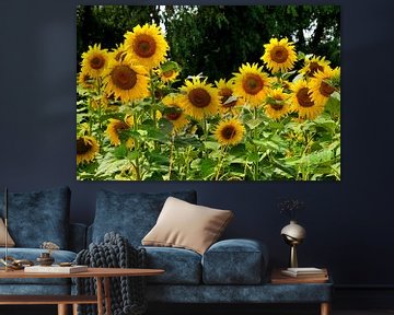 Wild sunflowers in France by Blond Beeld