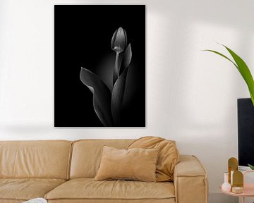 Atmospheric tulip in monochrome by Greetje van Son