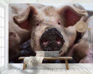 Schwein mit Schlammnase von Karen Velleman