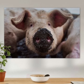 Cochon au nez de boue sur Karen Velleman