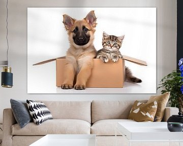 Kleiner Schäferhund und Baby Katze in einem Karton auf weißen  von Animaflora PicsStock