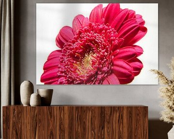 Roze gerbera op lichte achtergrond by Marcel Runhart