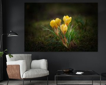 Crocuses in spring by Marcel Hirsch