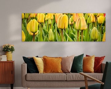 close-up van gele tulpen in een panorama beeld van eric van der eijk